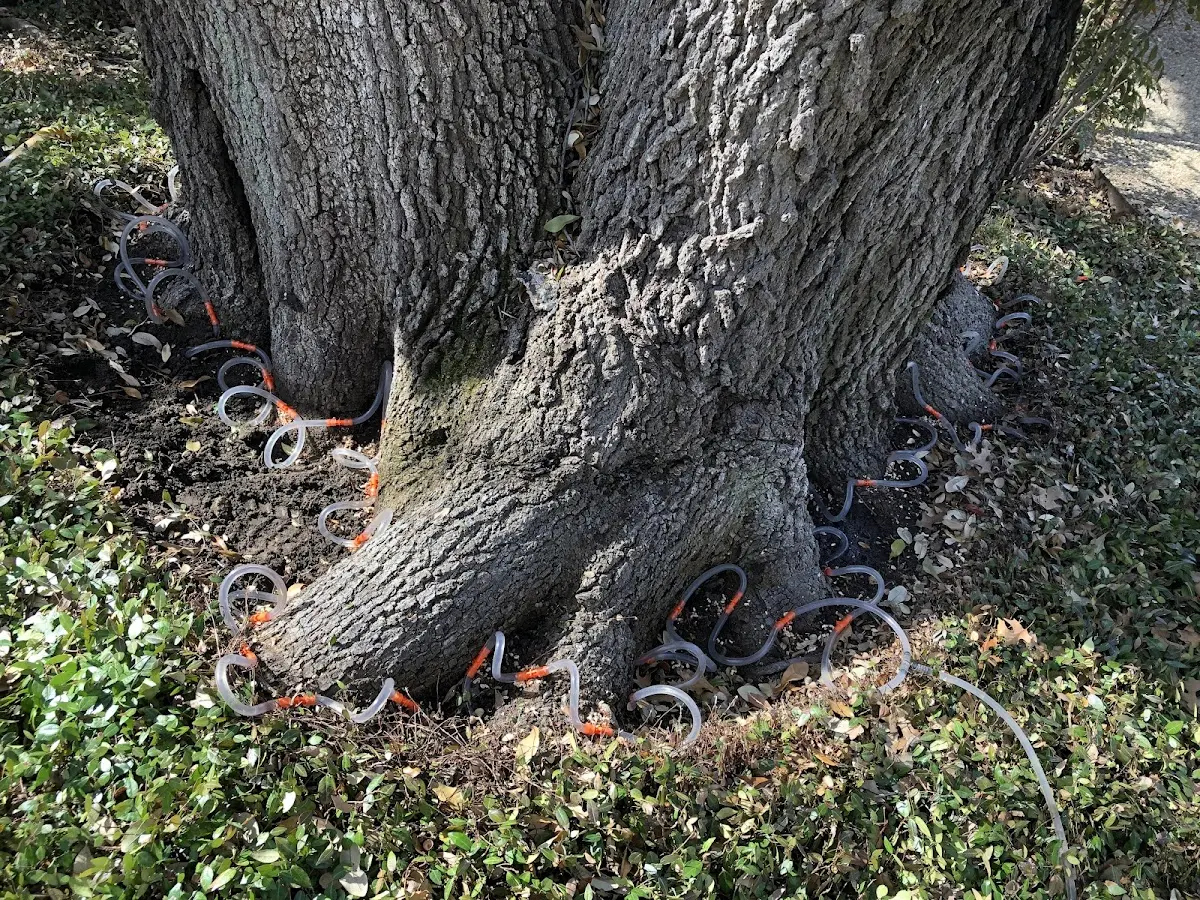 Detailed Tree Cabling and Bracing job site in Fort Pierce