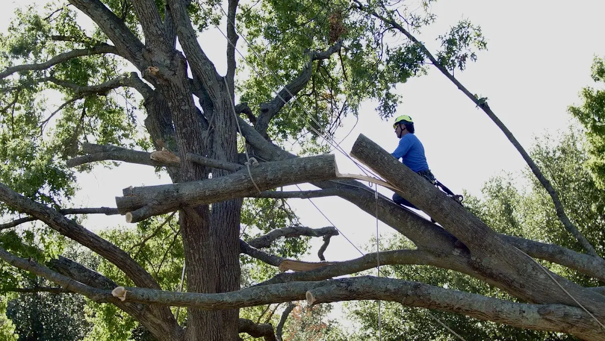 Professional Crown Thinning performed by certified arborists in Fort Pierce